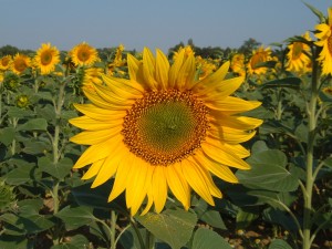 Sunflower