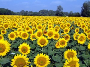 Tournesol